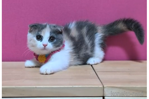 成約済の東京都のスコティッシュフォールド(折れ耳)-103713の2枚目